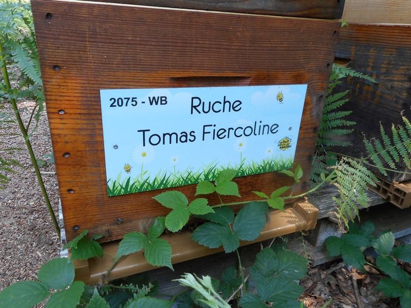 La ruche Tomas Fiercoline